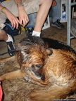 2004 benevoles frederic hougenade 8